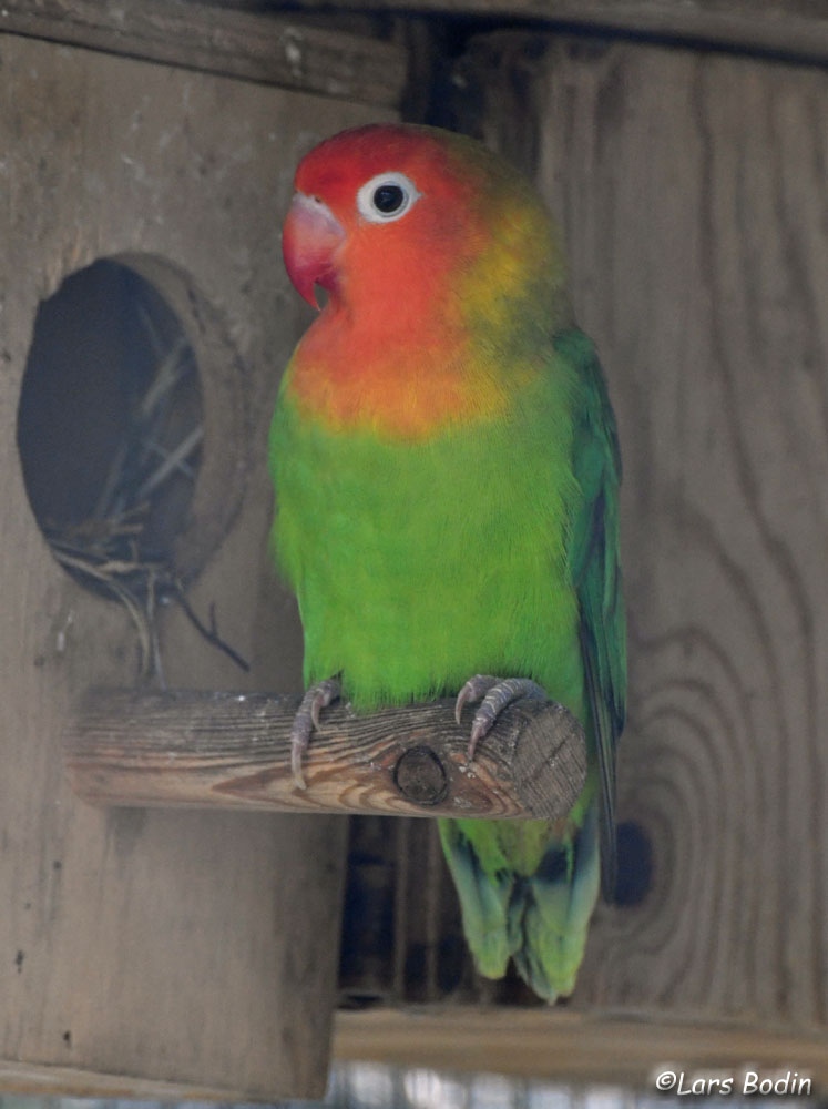 Agapornis lilianae – Lilian’s Lovebird – Encyclopedia of Parrots