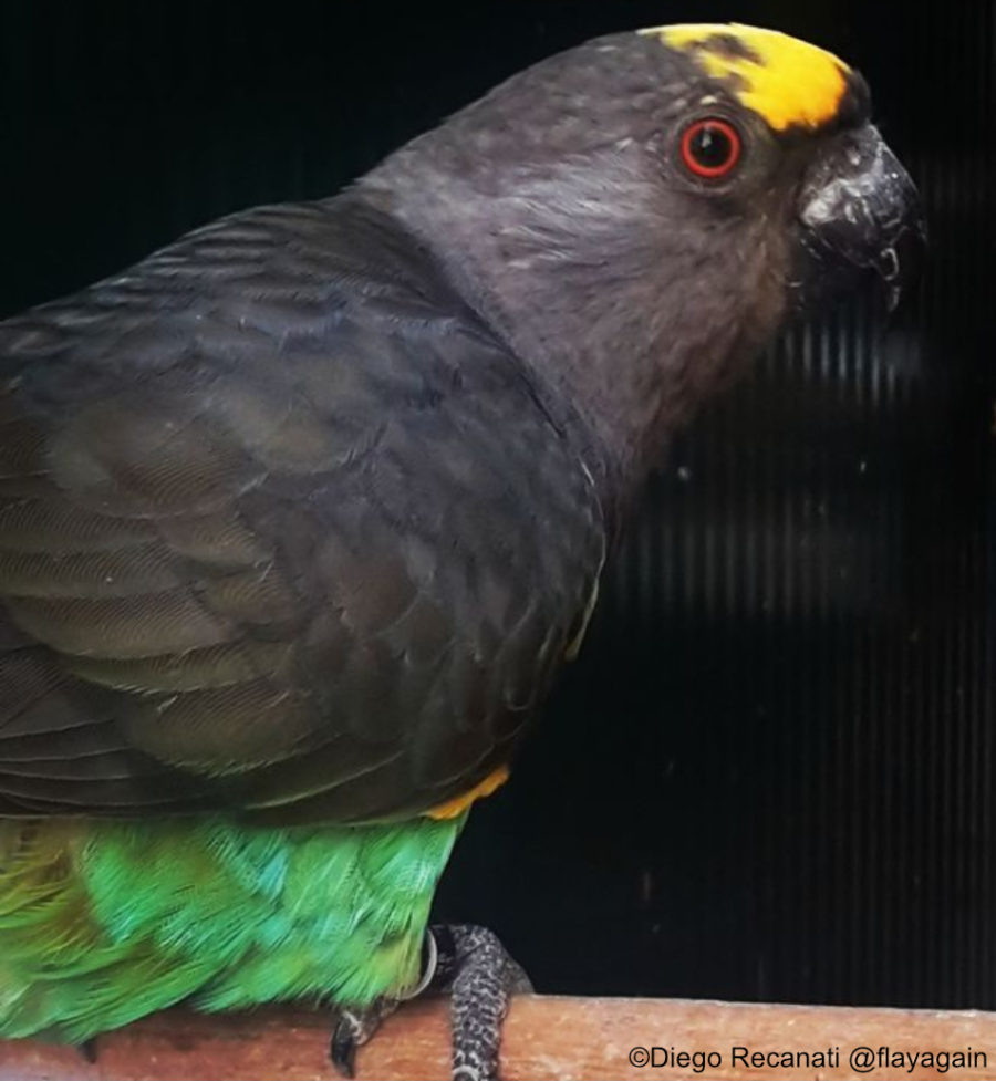 Poicephalus meyeri Meyer’s Parrot Encyclopedia of Parrots