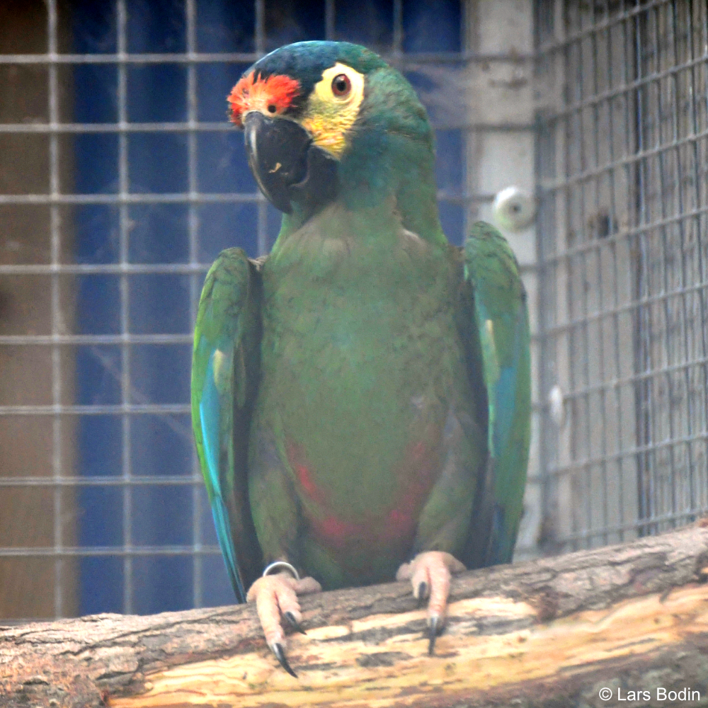 Primolius Primolius – Encyclopedia of Parrots
