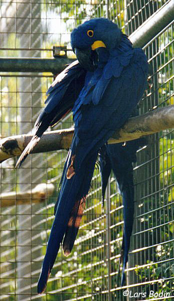Anodorhynchus hyacinthinus Macaw – Encyclopedia of Parrots