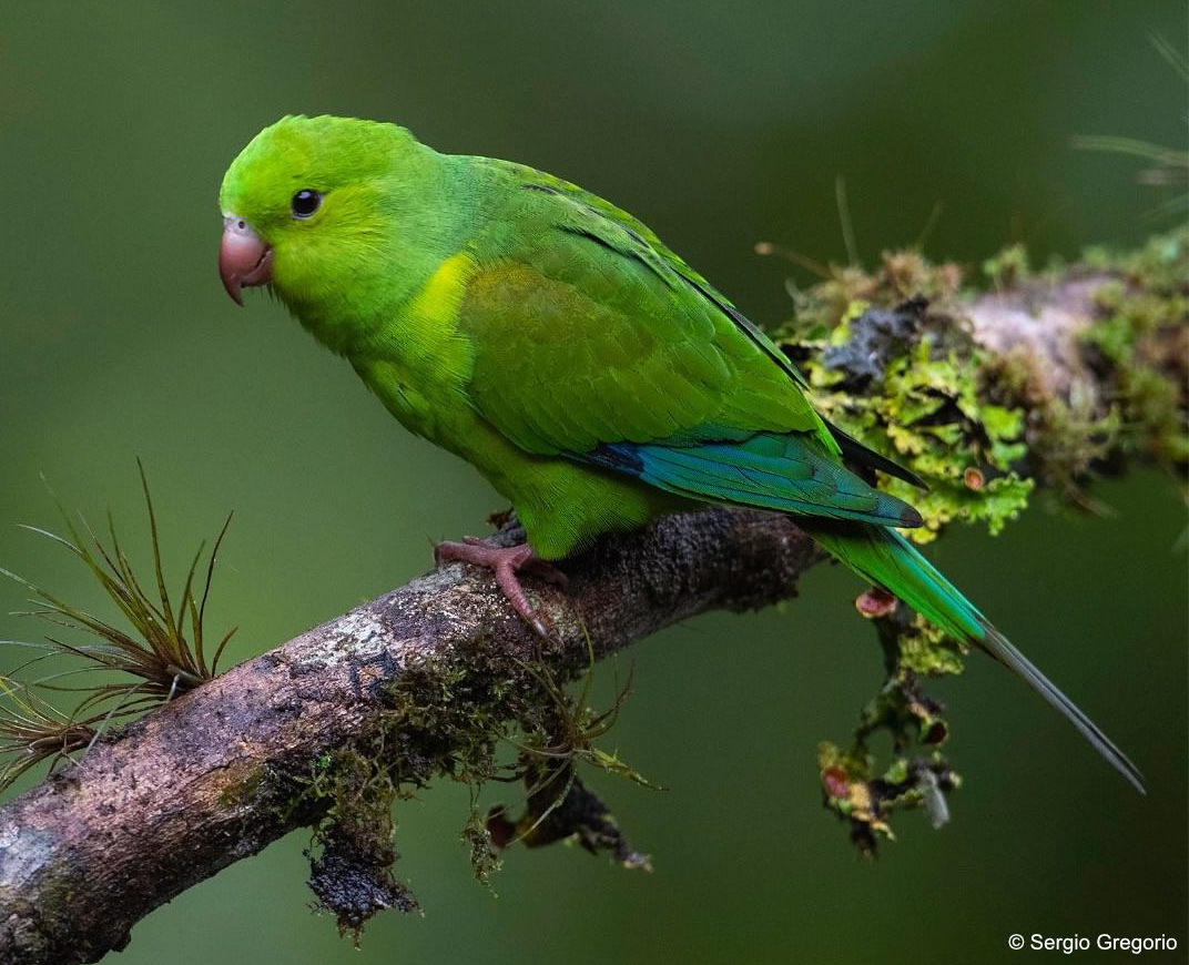 Index: All species sorted by English names – Encyclopedia of Parrots