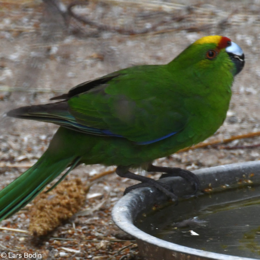 Cyanoramphus Encyclopedia of Parrots