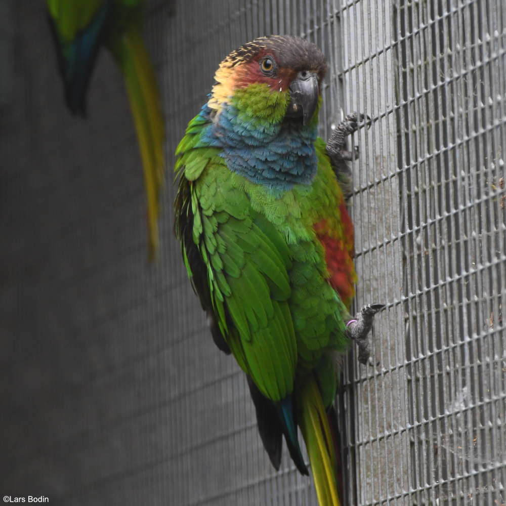 Pyrrhura Encyclopedia of Parrots