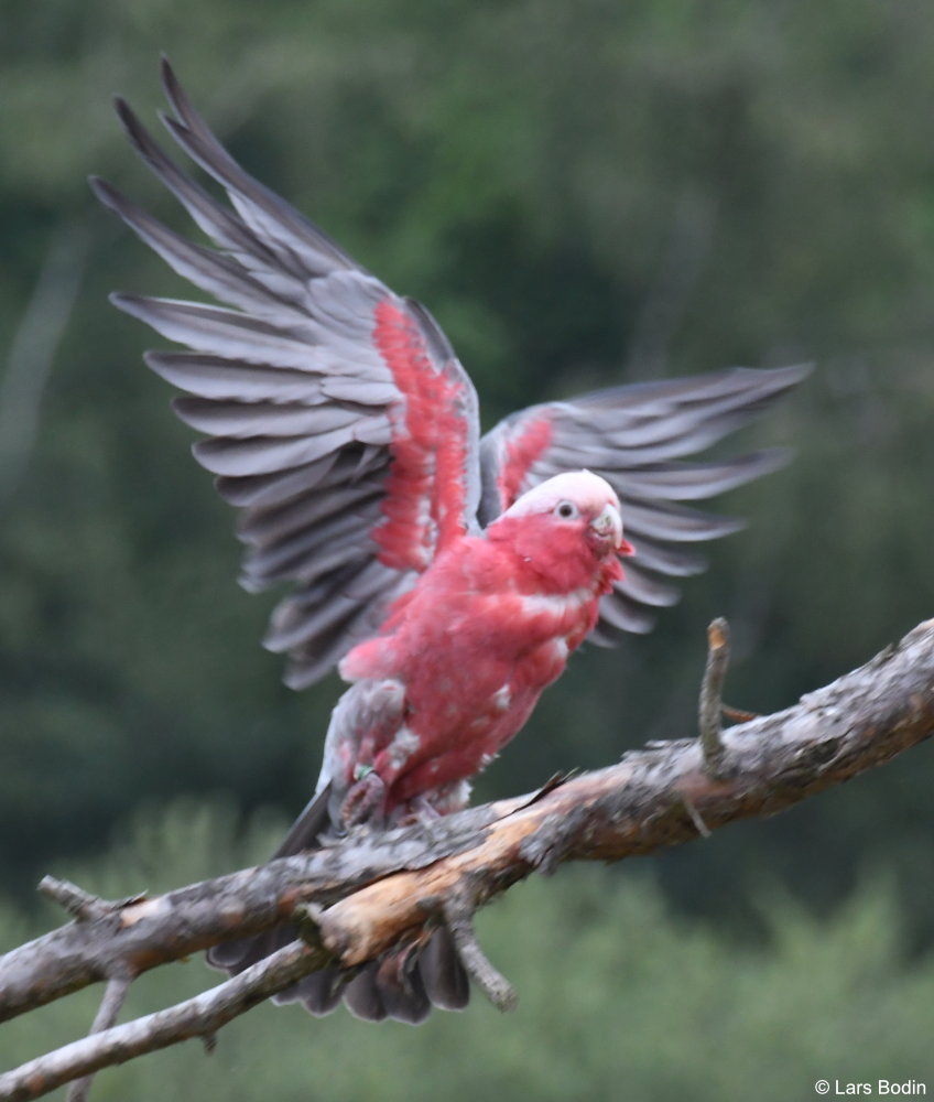 Index: All species sorted by English names – Encyclopedia of Parrots