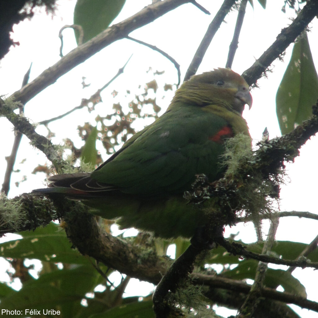 Hapalopsittaca Encyclopedia of Parrots