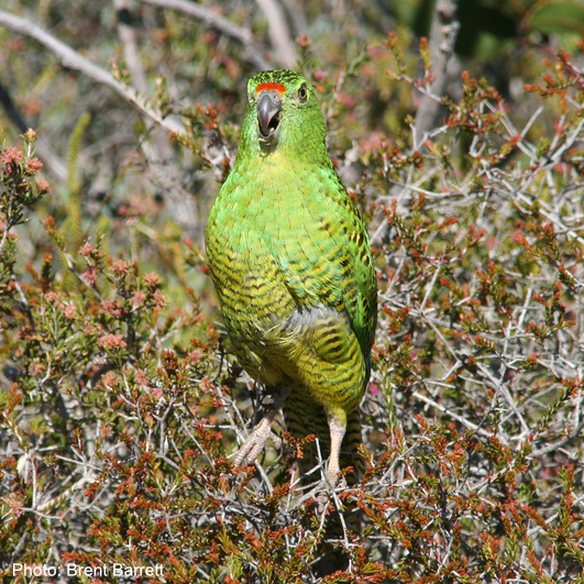 Pezoporus Encyclopedia of Parrots