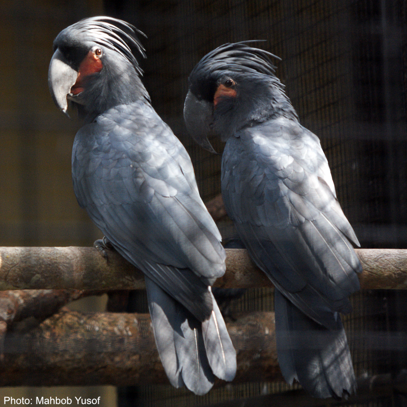 Probosciger Encyclopedia of Parrots