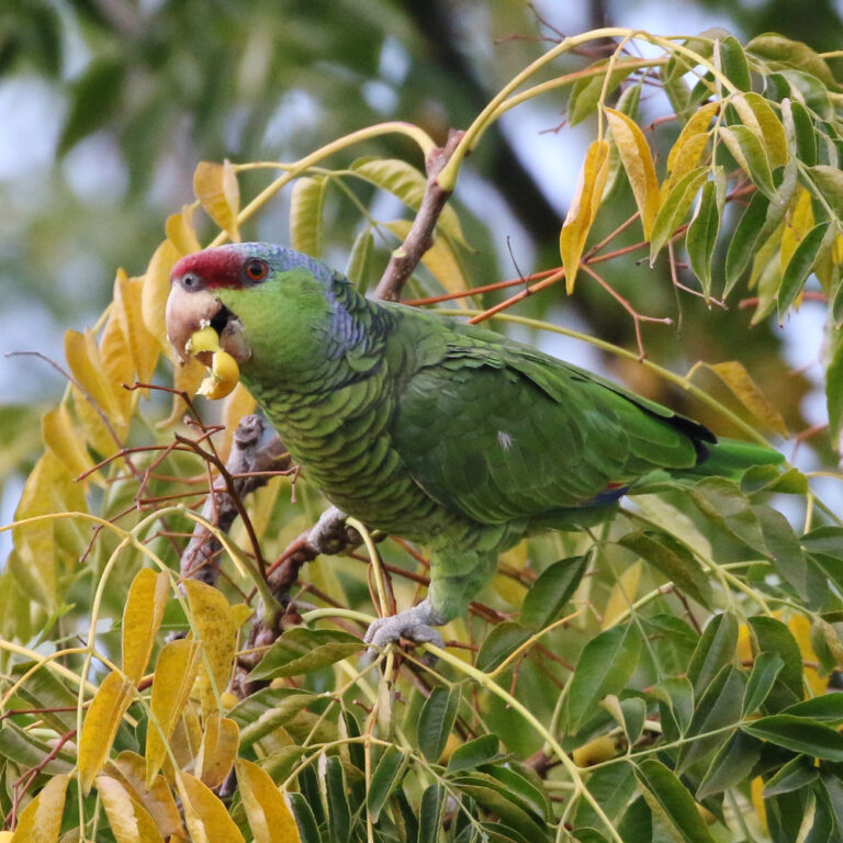 Encyclopedia of Parrots