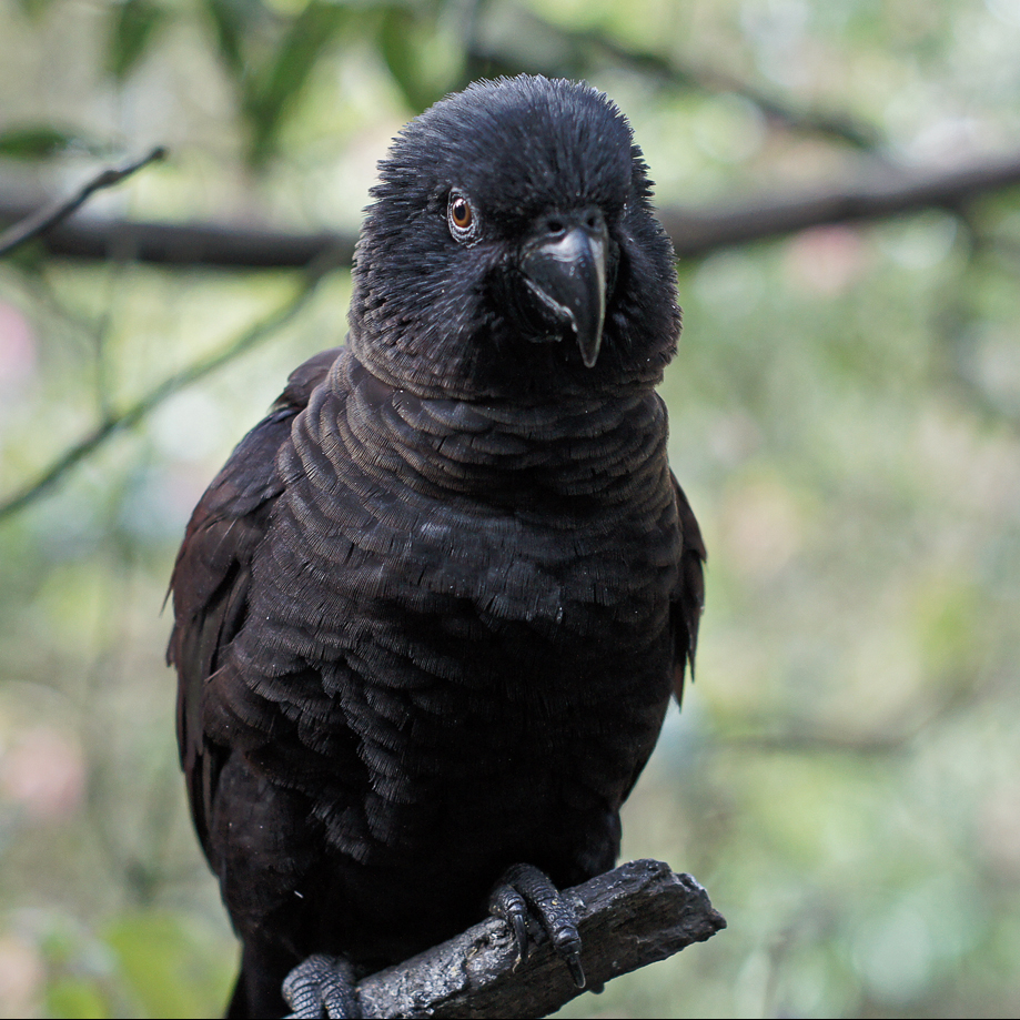 Chalcopsitta Encyclopedia of Parrots