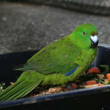 Cyanoramphus Encyclopedia of Parrots