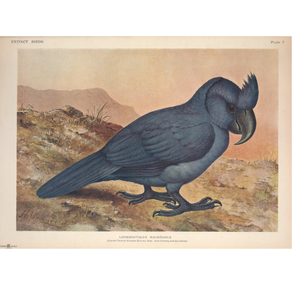 Lophopsittacus Encyclopedia of Parrots