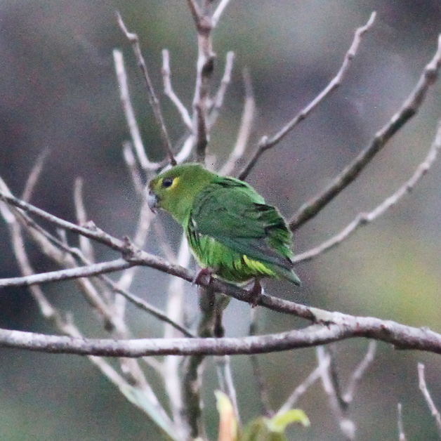 Nannopsittaca Encyclopedia of Parrots