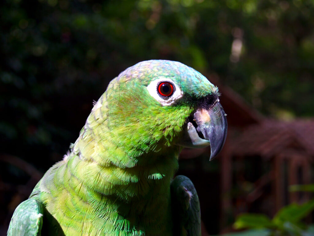 Amazona guatemalae Northern Mealy Amazon Encyclopedia of Parrots