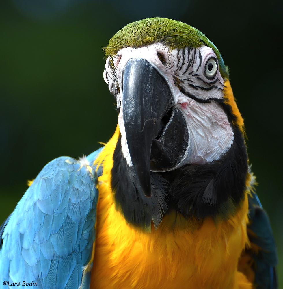 Ara ararauna – Blue-and-yellow Macaw – Encyclopedia of Parrots