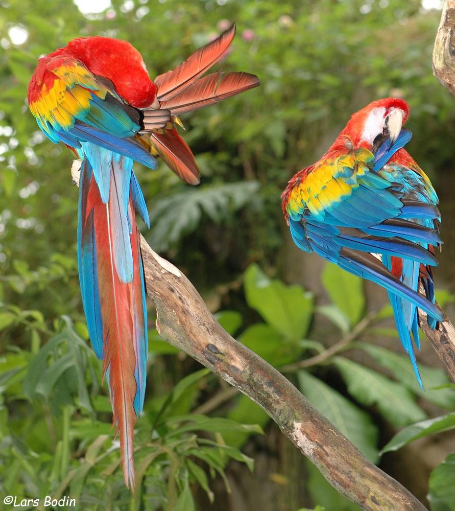 Ara Macao Scarlet Macaw Encyclopedia Of Parrots