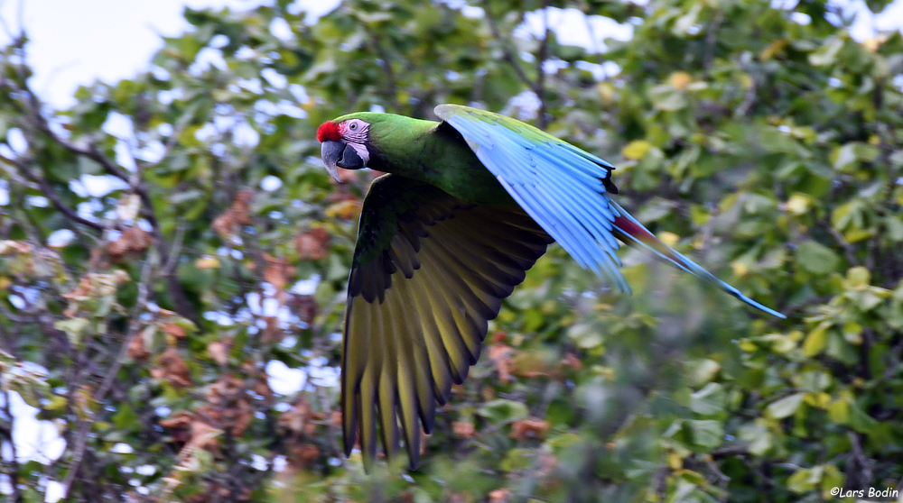 Store Logisk kubiske Ara militaris – Military Macaw – Encyclopedia of Parrots