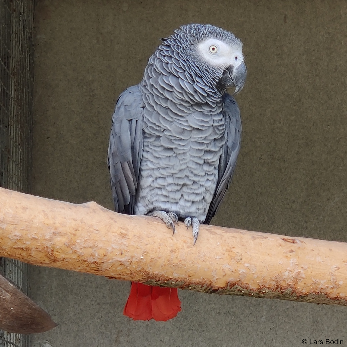 Psittacus erithacus – Parrot Encyclopedia of Parrots