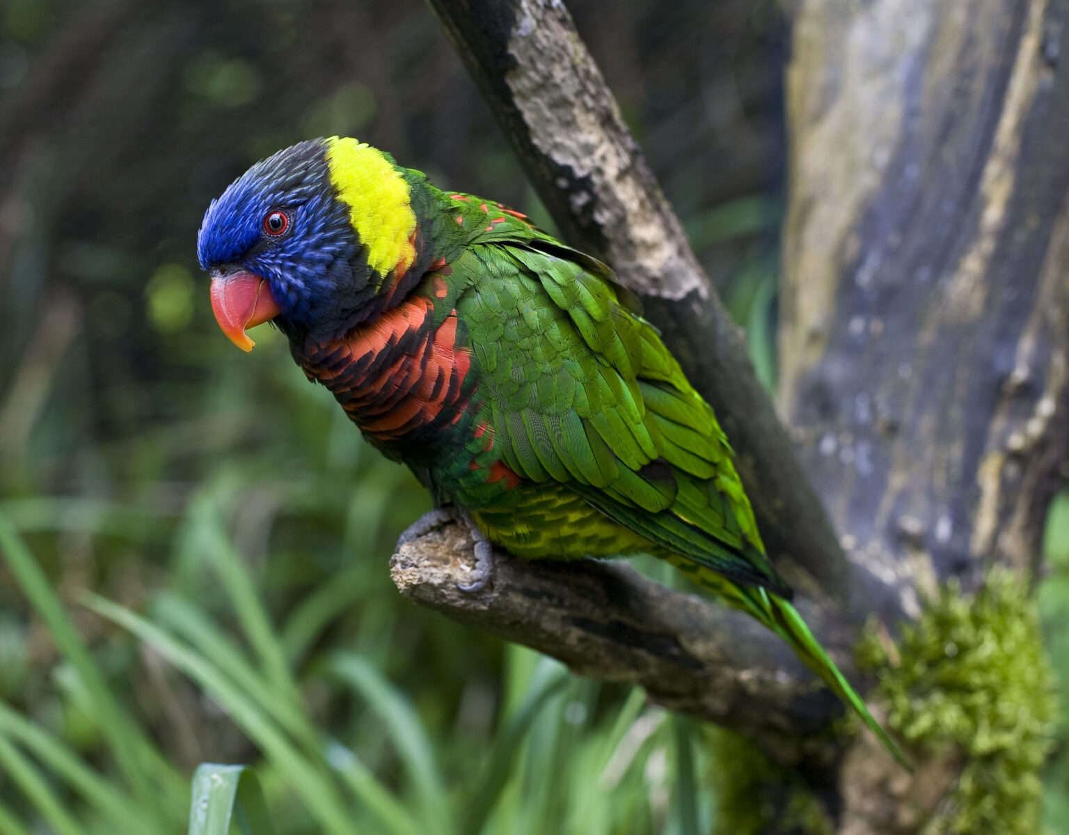 Trichoglossus haematodus Coconut Lorikeet Encyclopedia of Parrots